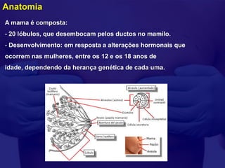 Anatomia
A mama é composta:
- 20 lóbulos, que desembocam pelos ductos no mamilo.
- Desenvolvimento: em resposta a alterações hormonais que
ocorrem nas mulheres, entre os 12 e os 18 anos de
idade, dependendo da herança genética de cada uma.
 