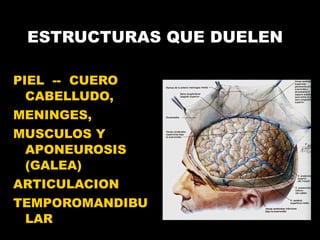 ESTRUCTURAS QUE DUELEN PIEL  --  CUERO CABELLUDO,  MENINGES,  MUSCULOS Y APONEUROSIS (GALEA)  ARTICULACION  TEMPOROMANDIBULAR 