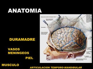 ANATOMIA  MUSCULO  VASOS MENINGEOS DURAMADRE PIEL ARTICULACION TEMPORO-MANDIBULAR 