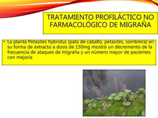 TRATAMIENTO PROFILÁCTICO NO
FARMACOLÓGICO DE MIGRAÑA
• La planta Petasites hybridus (pata de caballo, petasites, sombrera) en
su forma de extracto a dosis de 150mg mostró un decremento de la
frecuencia de ataques de migraña y un número mayor de pacientes
con mejoría
 