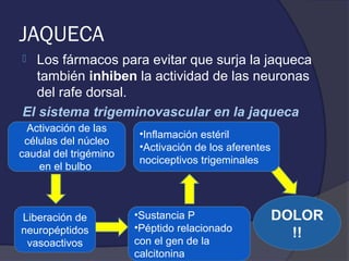 JAQUECA
 Los fármacos para evitar que surja la jaqueca
  también inhiben la actividad de las neuronas
  del rafe dorsal.
El sistema trigeminovascular en la jaqueca
 Activación de las
                        •Inflamación estéril
 células del núcleo
                        •Activación de los aferentes
caudal del trigémino
                        nociceptivos trigeminales
    en el bulbo



Liberación de          •Sustancia P                    DOLOR
neuropéptidos          •Péptido relacionado
                       con el gen de la
                                                         !!
 vasoactivos
                       calcitonina
 
