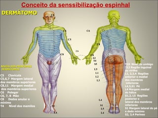 C6 C6 C5 C6 C6 C8 C8 C8 S3 S4 S5 L5 L1 L2 L3 L4 S1 L5 L4 L4 S1 NIVEIS DOS PRINCIPAIS DERMÁTOMOS C5  Clavícula C5,6,7  Margem lateral  dos membros superiores C8,11  Margem medial dos membros superiores  C6  Polegar C6, 7, 8  Mão C8  Dedos anular e  mínimo T4  Nível dos mamilos T10  Nível do umbigo T12 Região inguinal  ou virilha L1, 2,3,4  Regiões  anterior e medial dos membros inferiores L4,5,S1  Pé L4 Margem medial  do hálux S1,2, L5  Regiões  posterior e  lateral dos membros  inferiores  S1 Margem lateral do pé e dedo mínimo S2, 3,4 Períneo  DERMÁTOMO Conceito da senssibilização espinhal 