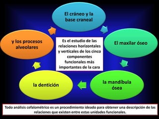 El cráneo y la
base craneal
El maxilar óseo
la mandíbula
ósea
la dentición
y los procesos
alveolares
Es el estudio de las
relaciones horizontales
y verticales de los cinco
componentes
funcionales más
importantes de la cara
Todo análisis cefalométrico es un procedimiento ideado para obtener una descripción de las
relaciones que existen entre estas unidades funcionales.
 