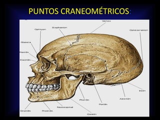 PUNTOS CRANEOMÉTRICOS:
 