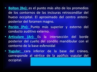 • Bolton (Bo): es el punto más alto de los promedios
de los contornos de las incisuras retrocondilar del
hueso occipital. El aproximado del centro antero-
posterior del foramen magno.
• Porión (Po): Punto más superior y externo del
conducto auditivo externo.
• Articulare (Ar): Es la intersección del borde
posterior del cuello del condilo mandibular con el
contorno de la base esfenoidal
• Yugular: cara inferior de la base del cráneo,
corresponde al vértice de la apófisis yugular del
occipital.
 