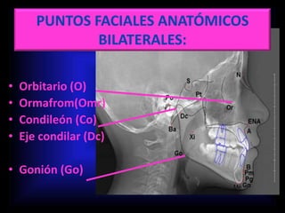 PUNTOS FACIALES ANATÓMICOS
BILATERALES:
• Orbitario (O)
• Ormafrom(Omr)
• Condileón (Co)
• Eje condilar (Dc)
• Gonión (Go)
 