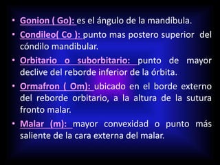 • Gonion ( Go): es el ángulo de la mandíbula.
• Condileo( Co ): punto mas postero superior del
cóndilo mandibular.
• Orbitario o suborbitario: punto de mayor
declive del reborde inferior de la órbita.
• Ormafron ( Om): ubicado en el borde externo
del reborde orbitario, a la altura de la sutura
fronto malar.
• Malar (m): mayor convexidad o punto más
saliente de la cara externa del malar.
 