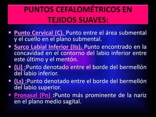 PUNTOS CEFALOMÉTRICOS EN
TEJIDOS SUAVES:
 Punto Cervical (C). Punto entre el área submental
y el cuello en el plano submental.
 Surco Labial Inferior (IIs). Punto encontrado en la
concavidad en el contorno del labio inferior entre
este último y el mentón.
 (Li) :Punto denotado entre el borde del bermellón
del labio inferior.
 (Ls) :Punto denotado entre el borde del bermellón
del labio superior.
 Pronasal (Pn) :Punto más prominente de la nariz
en el plano medio sagital.
 