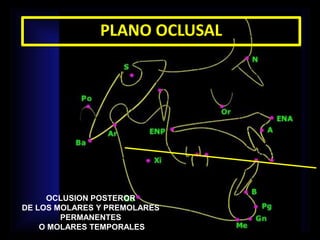 PLANO OCLUSAL
OCLUSION POSTEROR
DE LOS MOLARES Y PREMOLARES
PERMANENTES
O MOLARES TEMPORALES
 
