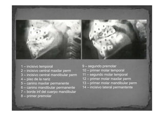 1 – incisivo temporal                  9 – segundo premolar
2 – incisivo central maxilar perm      10 – primer molar tempo...