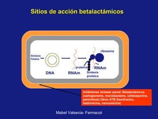 Sitios de acción betalactámicos Sintesis folatos DNA RNAm RNAm ribosoma proteina Síntesis proteica Inhibidores sintesis pared: Betalactámicos (carbapenems, monobactams, cefalosporina, penicilinas) Otros ATB (bacitracina, fosfomicina, vancomicina) 