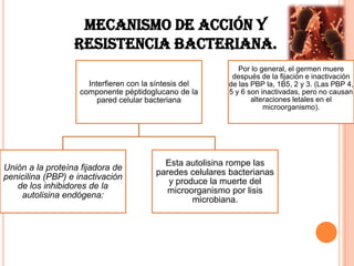 MECANISMO DE ACCIÓN Y
RESISTENCIA BACTERIANA.
Interfieren con la síntesis del
componente péptidoglucano de la
pared celular bacteriana
Unión a la proteína fijadora de
penicilina (PBP) e inactivación
de los inhibidores de la
autolisina endógena:
Esta autolisina rompe las
paredes celulares bacterianas
y produce la muerte del
microorganismo por lisis
microbiana.
Por lo general, el germen muere
después de la fijación e inactivación
de las PBP la, 1B5, 2 y 3. (Las PBP 4,
5 y 6 son inactivadas, pero no causan
alteraciones letales en el
microorganismo).
 