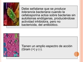 Debe señalarse que se produce
tolerancia bacteriana cuando la
cefalosporina actúa sobre bacterias sin
autolisinas endógenas, produciéndose
actividad inhibidora, pero no
bactericida, del antibiótico.
Tienen un amplio espectro de acción
(Gram (+) y (-).
 
