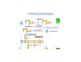 FARMACODINAMIA
 