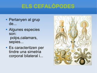 ELS   CEFALÒPODES Pertanyen al grup de... Algunes especies son:  polps,calamars, sepies... Es caracteritzen per tindre una simetria corporal bilateral i... 