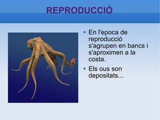 REPRODUCCIÓ En l'epoca de reproducció s'agrupen en bancs i s'aproximen a la costa. Els ous son depositats... 