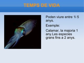 TEMPS DE VIDA Poden viure entre 1i 5 anys. Exemple: Calamar, la majoria 1 any.Les especies grans fins a 2 anys. 