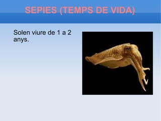 SEPIES (TEMPS DE VIDA) Solen viure de 1 a 2 anys. 