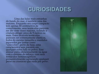 Uma das lulas mais estranhas
do fundo do mar, é também uma das
maiores. Enquanto seu corpo compacto
tem apenas 60 centímetros de
comprimento, seus tentáculos parecem
ser até vinte vezes maiores, fazendo a
criatura atingir cerca de 9 metros ou
mais. Estes incríveis tentáculos
parecem ser extremamente elásticos,
todos do mesmo tamanho e mantidos
separados por juntas como
“cotovelos”, perto da base, uma
característica sem paralelo em
qualquer outra lula ou polvo. Esse
animal paira silenciosamente na água
com o mínimo de esforço, com seus
tentáculos fantasmagóricos
presumivelmente capturando qualquer
peixe ou crustáceo que nada por perto.
 