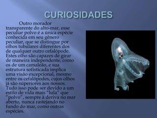 Outro morador
transparente do alto-mar, esse
peculiar polvo é a única espécie
conhecida em seu gênero
peculiar, que se distingue por
olhos tubulares diferentes dos
de qualquer outro cefalópode.
Estes olho são capazes de girar
de maneira independente, como
os de um camaleão, e sua
estrutura sofisticada implica
uma visão excepcional, mesmo
entre os cefalópodes, cujos olhos
já são superiores aos nossos.
Tudo isso pode ser devido a um
estilo de vida mais “lula” que
“polvo”, sempre à deriva no mar
aberto, nunca rastejando no
fundo do mar, como outras
espécies.
 