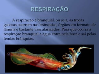 A respiração é branquial, ou seja, as trocas
gasosas ocorrem nas brânquias, órgãos em formato de
lâmina e bastante vascularizados. Para que ocorra a
respiração branquial a água entra pela boca e sai pelas
fendas brânquias.
 