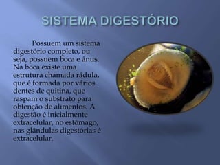 Possuem um sistema
digestório completo, ou
seja, possuem boca e ânus.
Na boca existe uma
estrutura chamada rádula,
que é formada por vários
dentes de quitina, que
raspam o substrato para
obtenção de alimentos. A
digestão é inicialmente
extracelular, no estômago,
nas glândulas digestórias é
extracelular.
 
