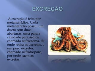 A excreção é feita por
metanefrídios. Cada
metanefrídio possui um
ducto com duas
aberturas: uma para a
cavidade pericárdica,
chamada nefróstoma, de
onde retira as excretas, e
um poro excretor,
chamado nefridióporo,
por onde saem as
excretas.
 