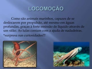 Como são animais marinhos, capazes de se
deslocarem por propulsão, até mesmo em águas
profundas, graças à forte emissão de líquido através de
um sifão. As lulas contam com a ajuda de nadadeiras.
*surpresa nas curiosidades!!!
 