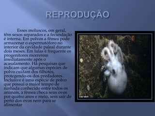 Esses moluscos, em geral,
têm sexos separados e a fecundação
é interna. Em polvos a fêmea pode
armazenar o espermatóforo no
interior da cavidade paleal durante
dois meses. Em lulas é frequente os
progenitores morrerem
imediatamente após o
acasalamento. Há pesquisas que
indicam que algumas espécies de
polvo cuidam dos filhotes,
protegendo-os dos predadores.
Inclusive é uma espécie de polvo
que possui o maior tempo de
ninhada conhecido entre todos os
animais, a fêmea choca seus ovos
por quatro anos e meio, sem sair de
perto dos ovos nem para se
alimentar
 