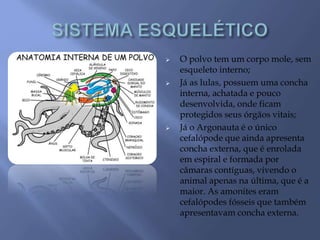  O polvo tem um corpo mole, sem
esqueleto interno;
 Já as lulas, possuem uma concha
interna, achatada e pouco
desenvolvida, onde ficam
protegidos seus órgãos vitais;
 Já o Argonauta é o único
cefalópode que ainda apresenta
concha externa, que é enrolada
em espiral e formada por
câmaras contíguas, vivendo o
animal apenas na última, que é a
maior. As amonites eram
cefalópodes fósseis que também
apresentavam concha externa.
 
