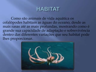 Como são animais de vida aquática os
cefalópodes habitam as águas do oceano, desde as
mais rasas até as mais profundas, mostrando como é
grande sua capacidade de adaptação e sobrevivência
dentro das diferentes variações que seu habitat pode
lhes proporcionar.
 