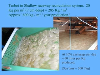 Turbot in Shallow raceway recirculation system. 20
Kg per m2 (7 cm deep) = 285 Kg / m3
Approx’ 600 kg / m3 / year producti...