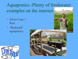 Aquaponics -Plenty of freshwater
examples on the internet
 Silver Carp +
  Rice
 ‘Backyard’
  aquaponics
 