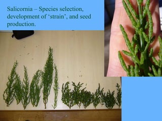 Salicornia – Species selection,
development of ‘strain’, and seed
production.
 