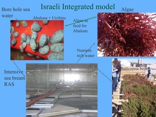 Recirculation systems for fish and shrimp with integrated hydroponics