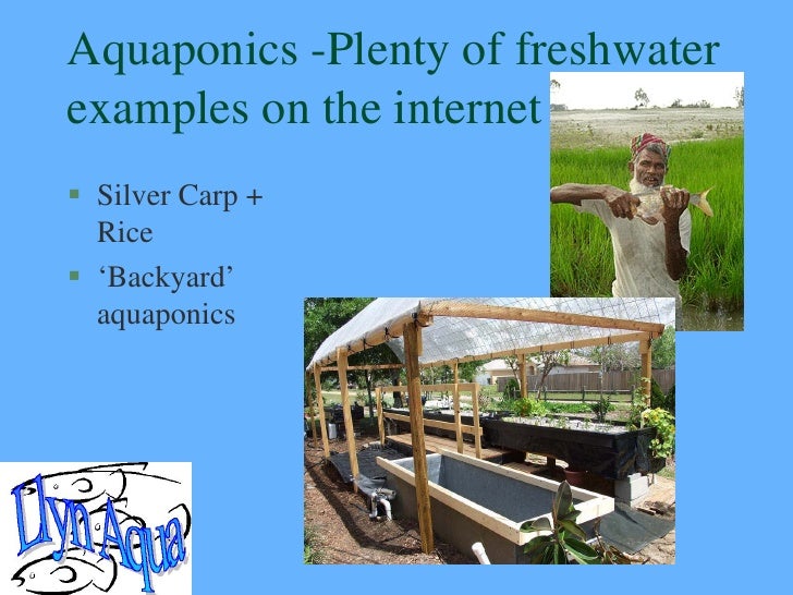 Recirculation Systems For Fish And Shrimp With Integrated Hydroponics