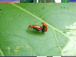 Espécie Existem diferentes conceitos para espécie, por hora adotaremos este: Conjunto de indivíduos semelhantes ou não capazes de se cruzarem entre si, gerando prole fértil. 
