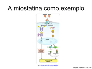 A miostatina como exemplo
doi: 10.1097/SPC.0b013e32834bddf9
Rinaldo Pereira - UCB - DF
 
