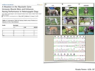 Rinaldo Pereira - UCB - DF
 