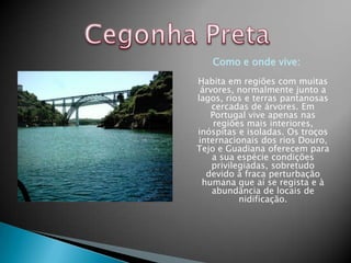 Como e onde vive:
Habita em regiões com muitas
 árvores, normalmente junto a
lagos, rios e terras pantanosas
    cercadas de árvores. Em
   Portugal vive apenas nas
    regiões mais interiores,
inóspitas e isoladas. Os troços
internacionais dos rios Douro,
Tejo e Guadiana oferecem para
    a sua espécie condições
    privilegiadas, sobretudo
  devido à fraca perturbação
 humana que aí se regista e à
    abundância de locais de
           nidificação.
 
