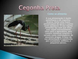 Como se alimenta:
   A sua alimentação é muito
   semelhante à da cegonha-
    branca. Inclui uma maior
percentagem de peixe e outros
seres aquáticos. O seu regime
  alimentar faz com que estas
   aves sejam extremamente
 úteis para a agricultura, pois
  comem inúmeros insectos e
servem como controladores de
  possíveis pragas. A base da
 sua alimentação é constituída
   por crustáceos, anfíbios, e
       pequenos peixes.
 
