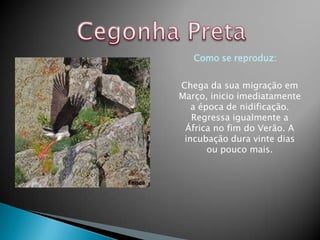 Como se reproduz:


Chega da sua migração em
Março, inicio imediatamente
   a época de nidificação.
   Regressa igualmente a
 África no fim do Verão. A
 incubação dura vinte dias
       ou pouco mais.
 