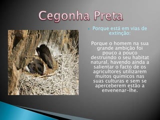    Porque está em vias de
          extinção:

    Porque o homem na sua
       grande ambição foi
         pouco a pouco
    destruindo o seu habitat
    natural, havendo ainda a
     salientar o facto de os
     agricultores utilizarem
      muitos químicos nas
     suas culturas e sem se
      aperceberem estão a
         envenenar-lhe.
 