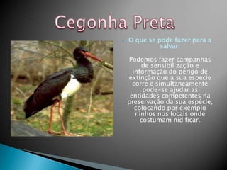    O que se pode fazer para a
              salvar:

    Podemos fazer campanhas
         de sensibilização e
      informação do perigo de
    extinção que a sua espécie
      corre e simultaneamente
          pode-se ajudar as
     entidades competentes na
    preservação da sua espécie,
       colocando por exemplo
       ninhos nos locais onde
         costumam nidificar.
 