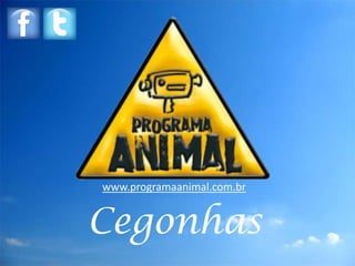 www.programaanimal.com.br


Cegonhas
 