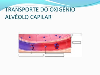 TRANSPORTE DO OXIGÊNIO
ALVÉOLO CAPILAR
 