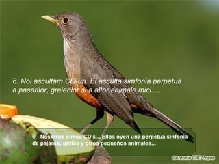 6  - Nosotros oimos CD's... Ellos oyen una perpetua sinfonia de pajaros, grillos y otros pequeños animales...   6. Noi ascultam CD-uri. Ei asculta simfonia perpetua  a pasarilor, greierilor si a altor animale mici..... 