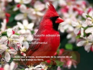 ...todo eso, a veces, acompañado de la canción de un vecino que trabaja su tierra.   ....toate acestea, insotite adesea de  cantecul unui satean,  care isi lucreaza pamantul. 