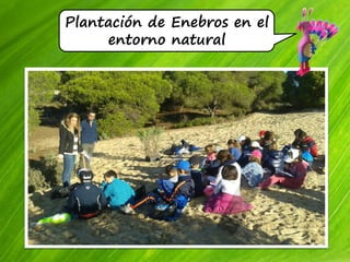 Plantación de Enebros en el
entorno natural
 