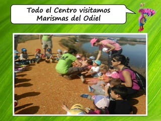 Todo el Centro visitamos
Marismas del Odiel
 